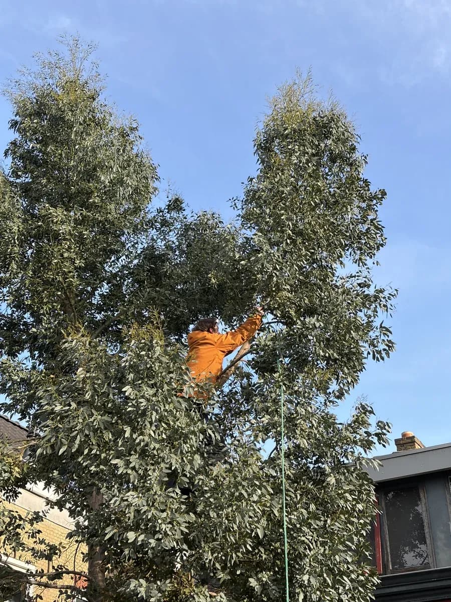 Boomverzorger klimt in een hoge boom voor snoeiwerk in Den Haag