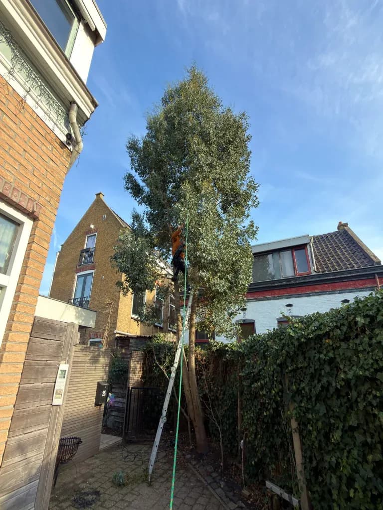 Gecontroleerd sectiegewijs vellen van een hoge boom in Den Haag