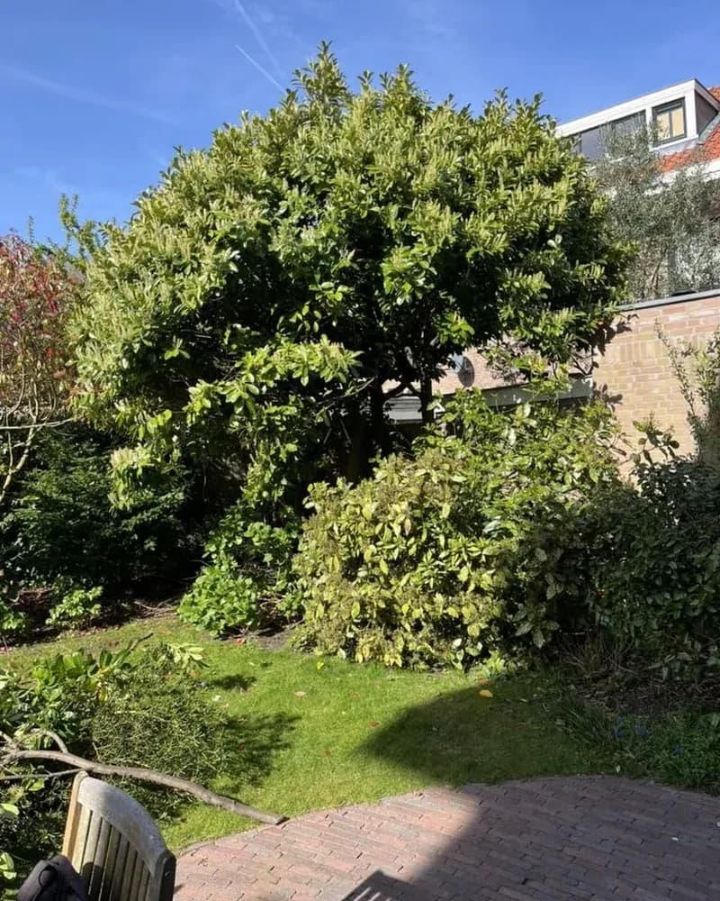 Verzorgde Haagse tuin met een gezonde boom